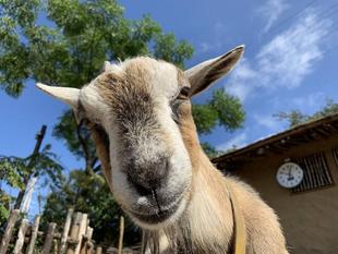 癒されてください。