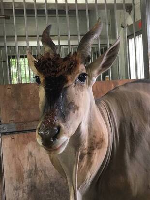 サバンナエリアの１ショットブログ　その３