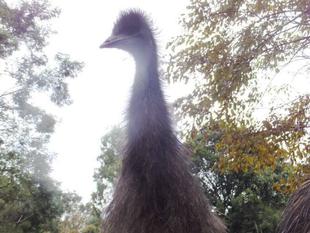 エミューのヒナの現在・・・