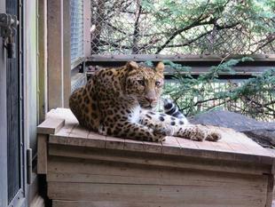 ダッシュ☆11歳！！