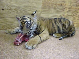 子トラの成長記録・・・その㉒