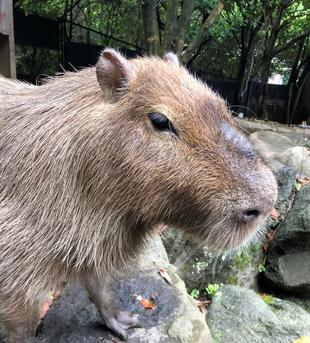 カピバラのキズナのお引越し