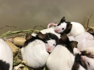 来年は頑張りまちゅ〜！