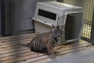 子トラの成長記録・・・その㉖