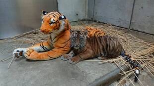 子トラの成長記録・・・その㉗