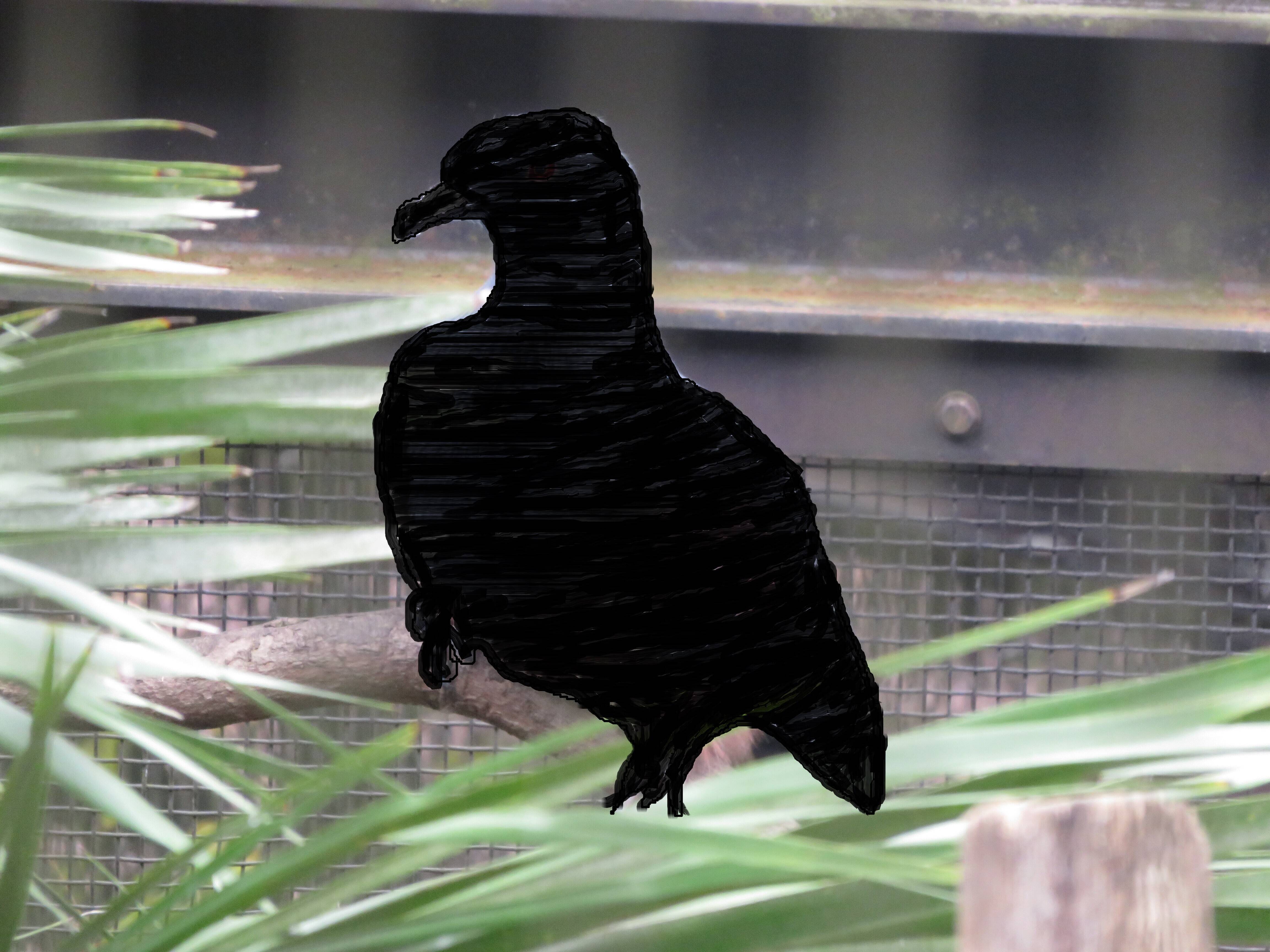 ノトゥ??の写真