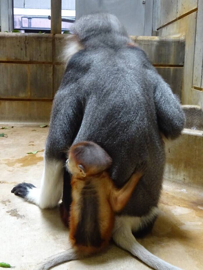 コイとモイの写真
