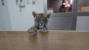 子トラの成長記録・・・その㉔