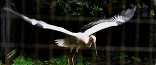 コウノトリ カズラの旅立ち