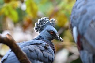 バードケージ近況報告