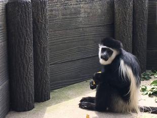 ～ゲレザ・見分けチャレンジ！！～