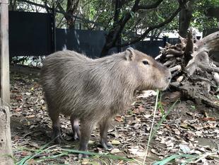 最近のカピバラのキズナ