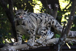 アニルと言います('ω')ノ