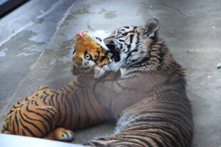 子トラの成長記録・・・その㉝