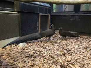 落ち葉イキング！～セイラン編～