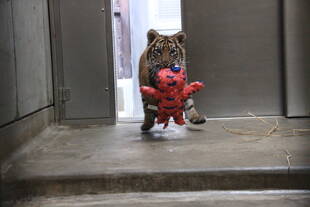 子トラの成長記録・・・その㉜