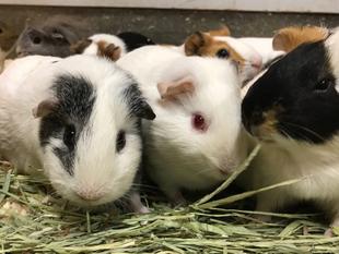 馬にはなくて、モルモットにはある。パンダマウスにもなくて、人間にはある。