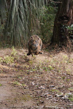 子トラの成長記録・・・その㊱