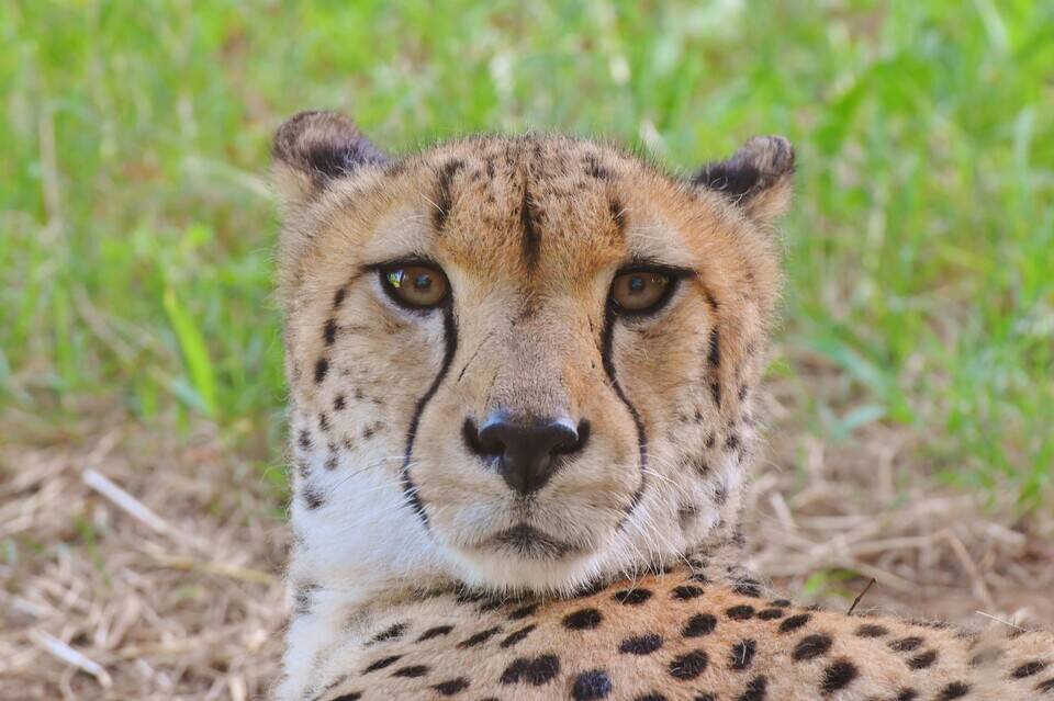 いってらっしゃいジルコの写真