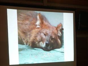 イヌフェス！講演会☆*+。