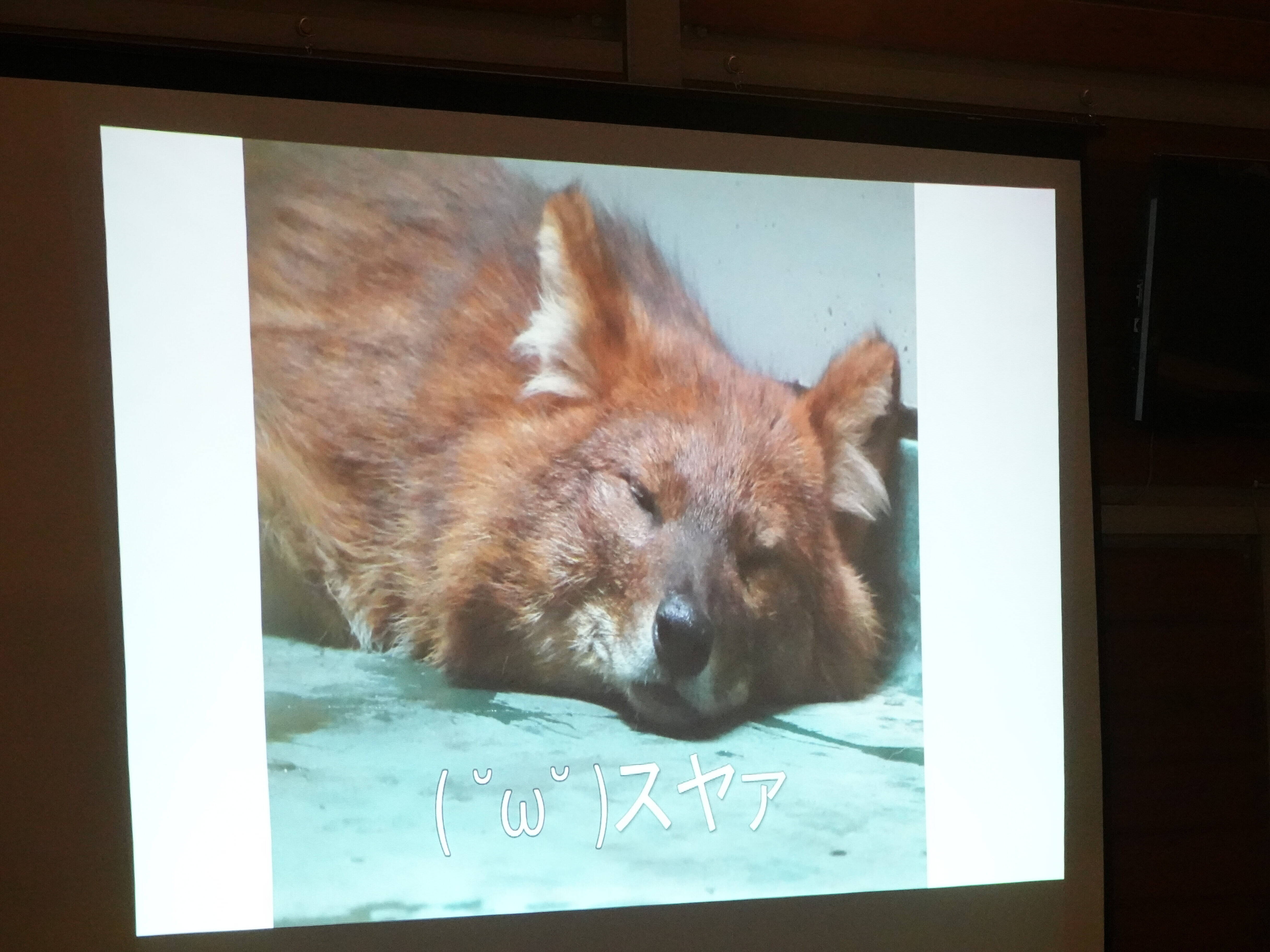 イヌフェス!講演会☆*+。の写真