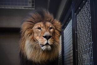 ズーラシアスクール第5回「ライオンと共に生きられるのか」