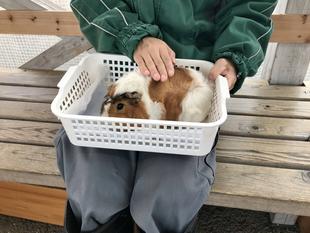 モルモット・ネズミのおうちへ