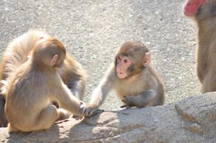 ニホンザル、厳しい寒さを乗り越えて！