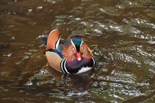 真冬のバードケージだより