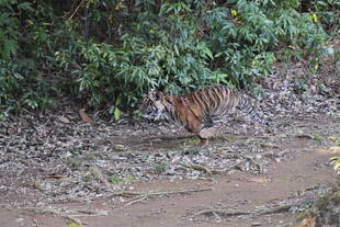 子トラの成長記録・・・その㉟