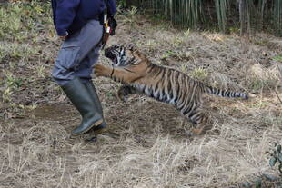 子トラの成長記録・・・その㊲
