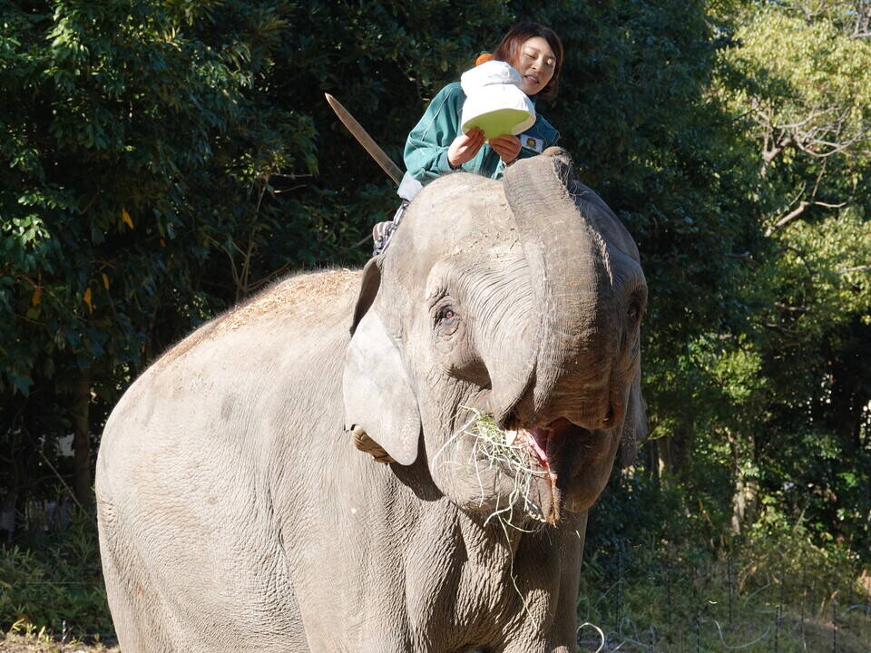 お正月イベント 2日目は...(インドゾウ)の写真