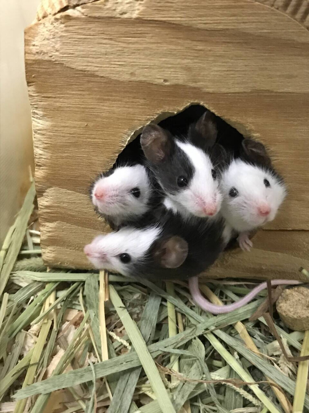あけましておめでとうございますの写真