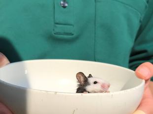 ふれあうでちゅーーーう！