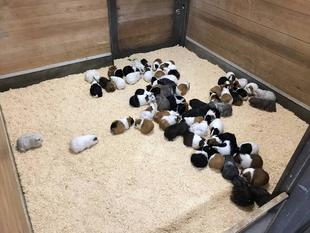 モルモット文字の秘密