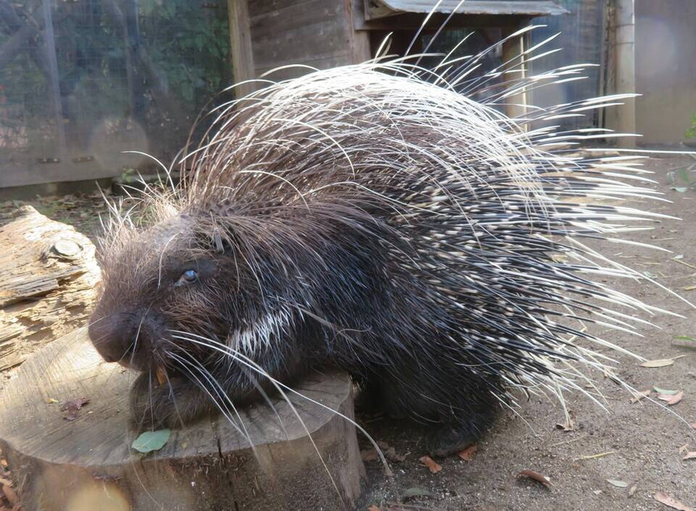 くす玉、再び。の写真