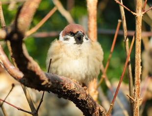 バードウォッチング初心者、すっかりハマる