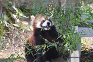 今日は誰かな？