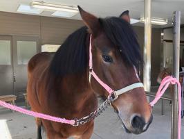 【R7年度春季】「馬の飼育員になってみよう」の画像