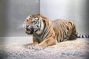 ラウトの状況-①