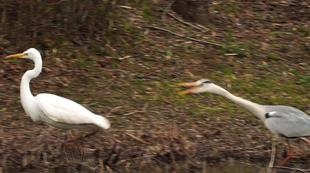 バードウォッチング初心者、すっかりハマる【その4】