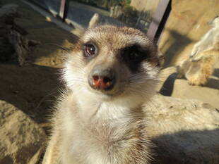 とある日のミーアキャット