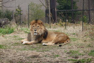 13歳になりました