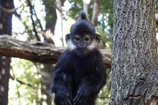 アマナツのお気に入り