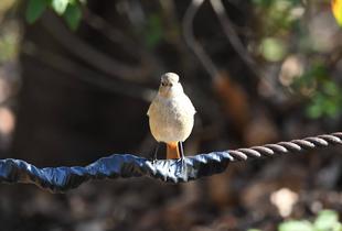 バードウォッチング初心者、すっかりハマる【その２】