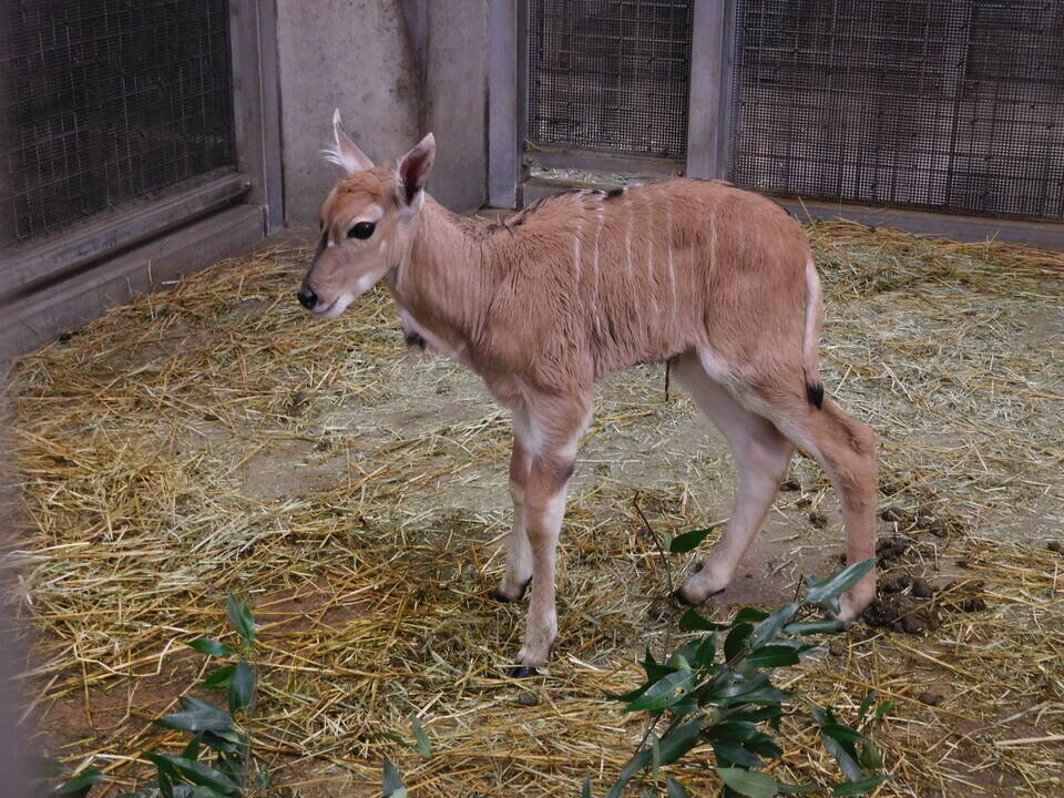 サバンナエリアの1ショットブログ その6の写真
