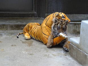 子トラの成長記録・・・その㊳