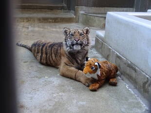子トラの成長記録・・・その㊴