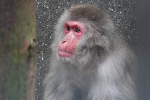 さようなら、ママコ