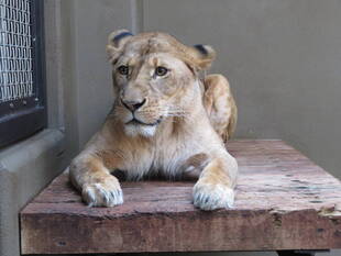 サバンナエリアの１ショットブログ　その９